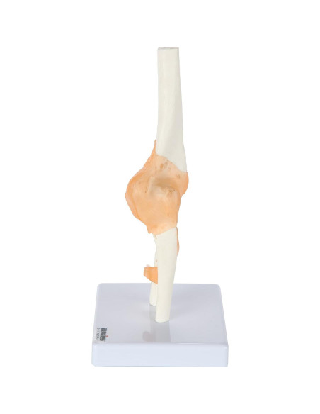 Modelo de Codo Flexible Axis Scientific con Ligamentos Realistas Modelo de Codo Flexible Axis Scientific con Ligamentos Realistas