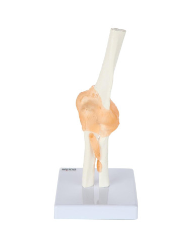 Modelo de Codo Flexible Axis Scientific con Ligamentos Realistas