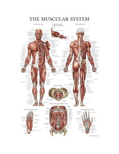 Póster Anatómico del Sistema Muscular y Linfático Palace Learning