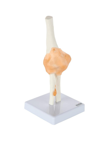 Modelo de Codo Flexible Axis Scientific con Ligamentos Realistas