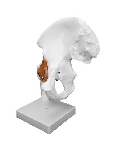 Modelo Anatómico de Cadera Humana con Ligamentos PVC 26cm