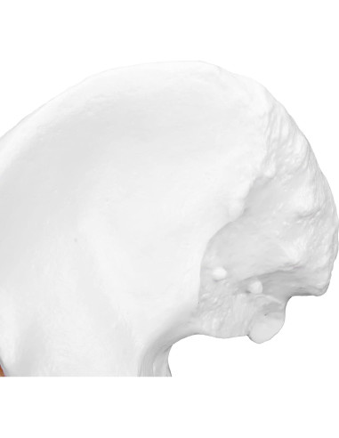 Modelo Anatómico de Cadera Humana con Ligamentos PVC 26cm
