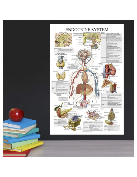 Póster Anatómico del Sistema Endocrino Palace Learning 45x69 cm Póster Anatómico del Sistema Endocrino Palace Learning 45x69 cm