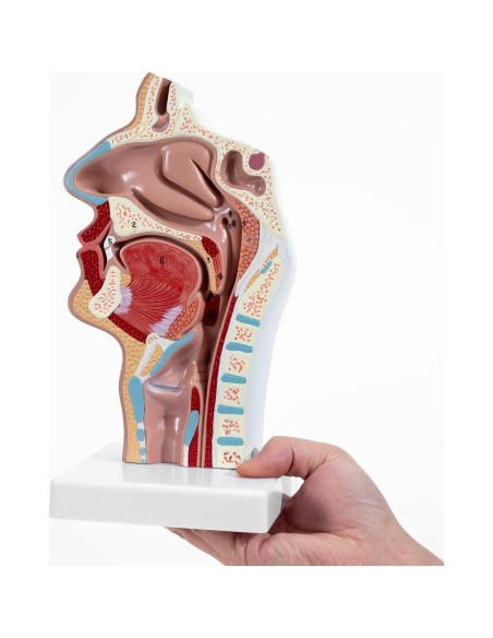Modelo Anatómico Cavidad Nasal y Garganta Winyousk 1:1 Modelo Anatómico Cavidad Nasal y Garganta Winyousk 1:1