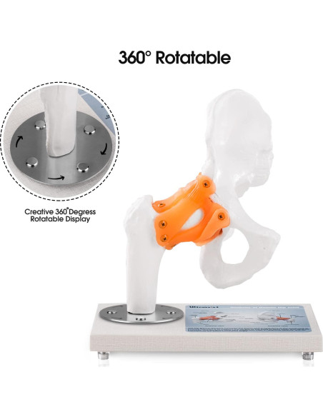 Modelo Anatómico de Articulación de Cadera Ultrassist 1:1 PVC Modelo Anatómico de Articulación de Cadera Ultrassist 1:1 PVC