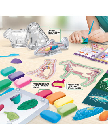 Kit de Ciencia Veterinaria ArtSkills para Niños 8+ Anatomía Animal