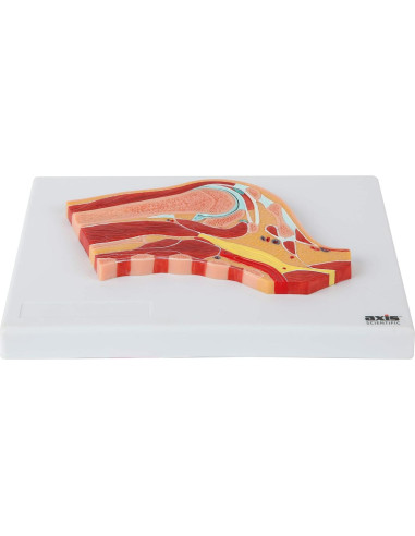 Modelo de Anatomía Hombro Derecho a Tamaño Real Axis Scientific
