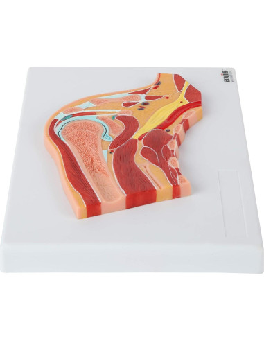 Modelo de Anatomía Hombro Derecho a Tamaño Real Axis Scientific
