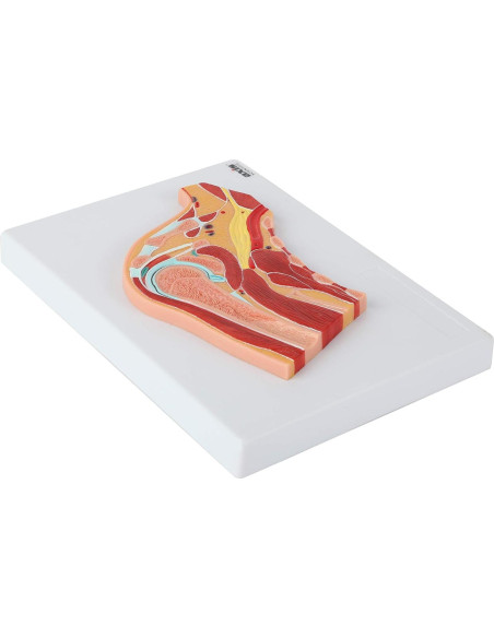 Modelo de Anatomía Hombro Derecho a Tamaño Real Axis Scientific Modelo de Anatomía Hombro Derecho a Tamaño Real Axis Scientific