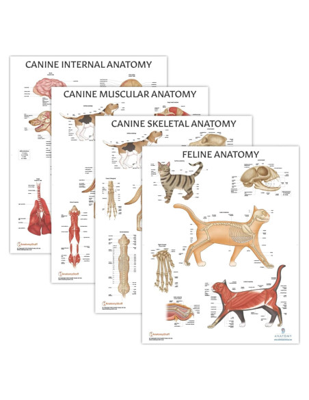 Conjunto de Pósters de Anatomía Canina y Felina - 4 Pack Laminado Conjunto de Pósters de Anatomía Canina y Felina - 4 Pack Laminado