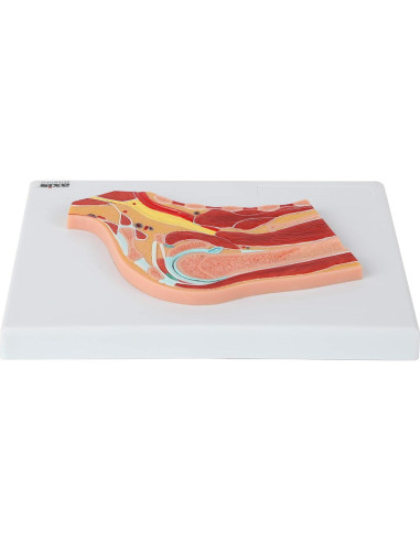 Modelo de Anatomía Hombro Derecho a Tamaño Real Axis Scientific