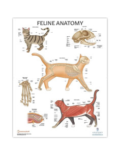 Conjunto de Pósters de Anatomía Canina y Felina - 4 Pack Laminado 2