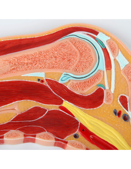 Modelo de Anatomía Hombro Derecho a Tamaño Real Axis Scientific Modelo de Anatomía Hombro Derecho a Tamaño Real Axis Scientific