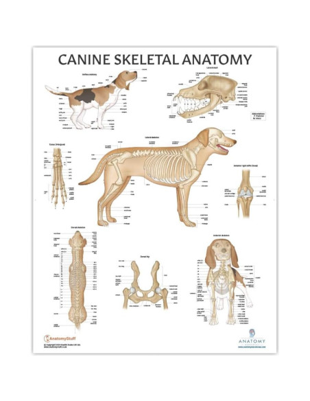 Conjunto de Pósters de Anatomía Canina y Felina - 4 Pack Laminado Conjunto de Pósters de Anatomía Canina y Felina - 4 Pack Laminado