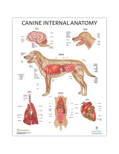 Conjunto de Pósters de Anatomía Canina y Felina - 4 Pack Laminado