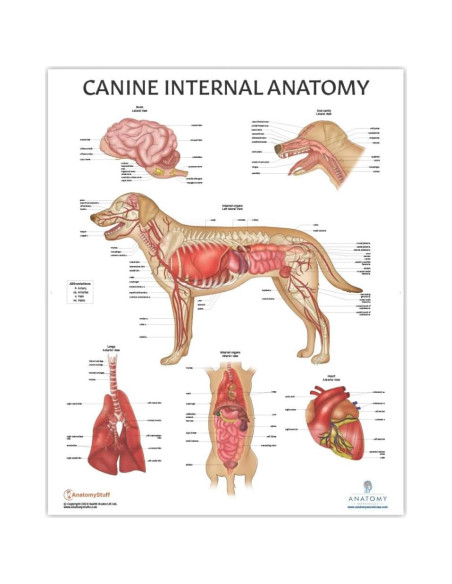 Conjunto de Pósters de Anatomía Canina y Felina - 4 Pack Laminado Conjunto de Pósters de Anatomía Canina y Felina - 4 Pack Laminado