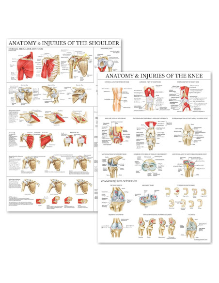 Conjunto de Pósters de Anatomía Rodilla y Hombro Palace Learning 68.6x45.7cm Conjunto de Pósters de Anatomía Rodilla y Hombro Palace Learning 68.6x45.7cm