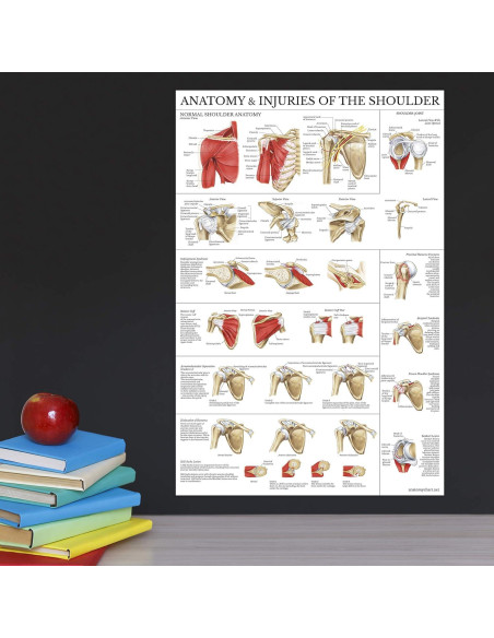 Conjunto de Pósters de Anatomía Rodilla y Hombro Palace Learning 68.6x45.7cm Conjunto de Pósters de Anatomía Rodilla y Hombro Palace Learning 68.6x45.7cm