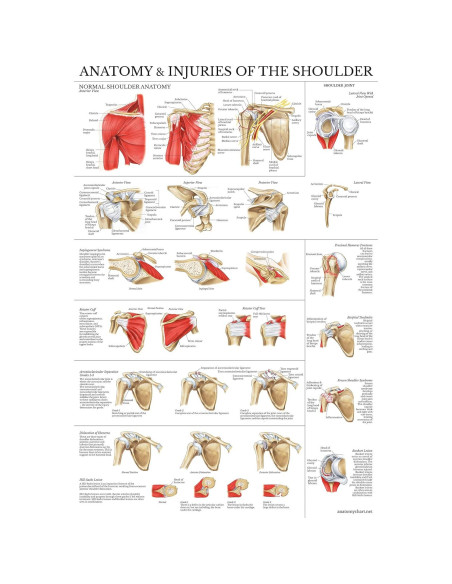 Conjunto de Pósters de Anatomía Rodilla y Hombro Palace Learning 68.6x45.7cm Conjunto de Pósters de Anatomía Rodilla y Hombro Palace Learning 68.6x45.7cm
