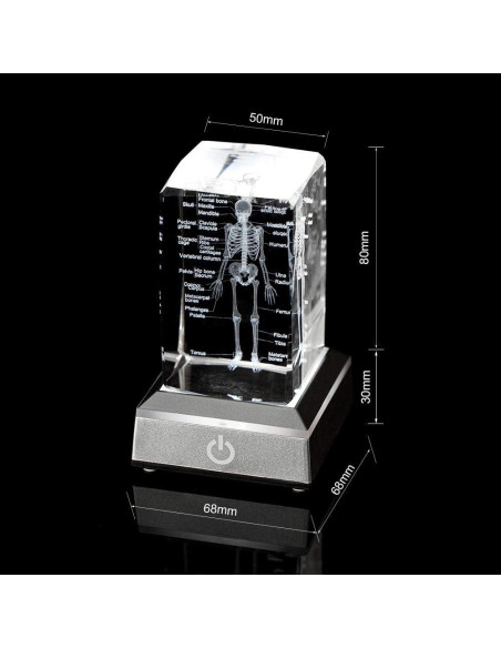 Modelo de Esqueleto Humano 3D IFOLAINA en Cristal K9 5x5x8cm Modelo de Esqueleto Humano 3D IFOLAINA en Cristal K9 5x5x8cm