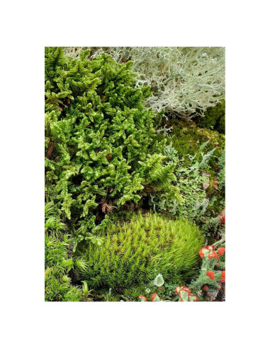 Kit de Jardín de Hadas Tesoro de Techo de Lata - Musgo y Liquen