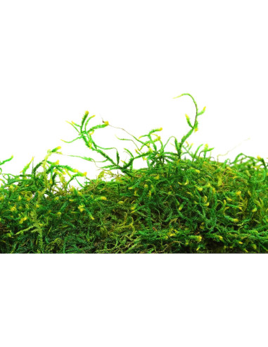 Musgo Conservado SuperMoss Verde Fresco 56.7g para Decoración