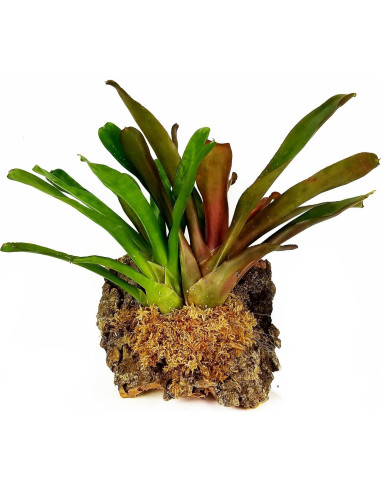 Musgo Sphagnum Premium Besgrow 100g - Ideal para Orquídeas