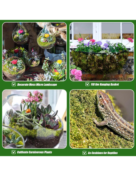 Musgo Sphagnum Seco Natural Doter 1 Paquete 5 qt para Plantas Musgo Sphagnum Seco Natural Doter 1 Paquete 5 qt para Plantas