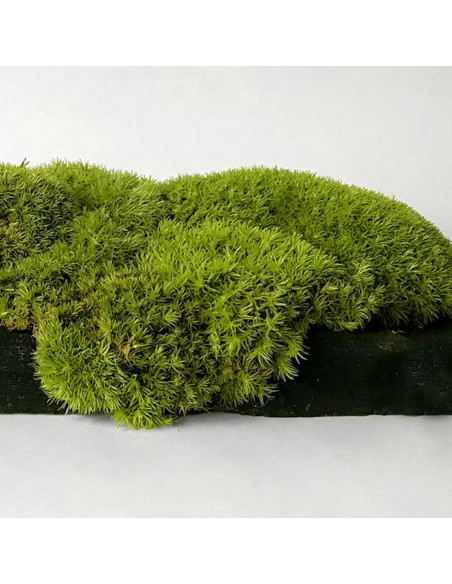 Musgo Preservado NAHUAA 0.20 m Verde para Decoración Musgo Preservado NAHUAA 0.20 m Verde para Decoración