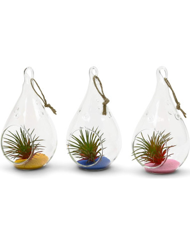 Terrario de Vidrio WGV en Forma de Gota 7.62x13.97 cm