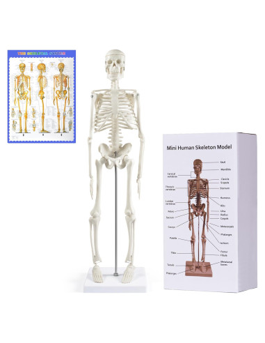 Modelo de Esqueleto Humano NLShan 45 cm Articulado para Estudio