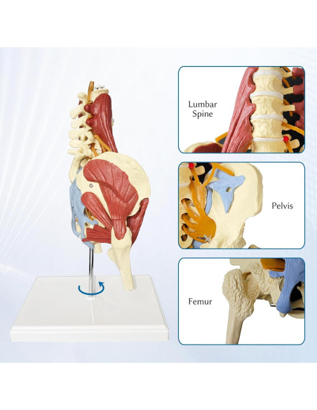 Modelo Anatómico de Columna Lumbar y Pelvis Femenina JNMFTD Modelo Anatómico de Columna Lumbar y Pelvis Femenina JNMFTD