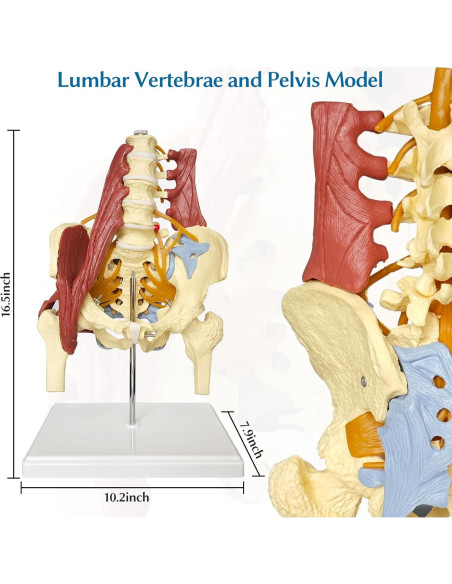 Modelo Anatómico de Columna Lumbar y Pelvis Femenina JNMFTD Modelo Anatómico de Columna Lumbar y Pelvis Femenina JNMFTD