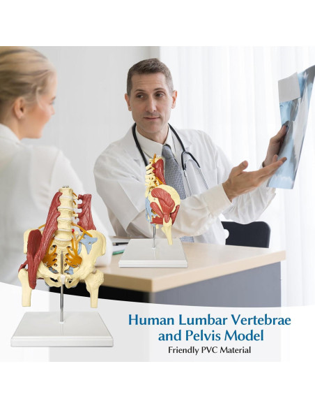 Modelo Anatómico de Columna Lumbar y Pelvis Femenina JNMFTD Modelo Anatómico de Columna Lumbar y Pelvis Femenina JNMFTD
