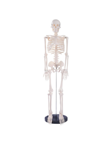Modelo de Esqueleto Humano Breesky 85.1 cm Articulado