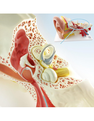 Modelo de Anatomía del Oído Humano Evotech 4 Piezas 3X