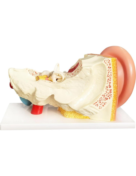 Modelo de Anatomía del Oído Humano Evotech 4 Piezas 3X Modelo de Anatomía del Oído Humano Evotech 4 Piezas 3X