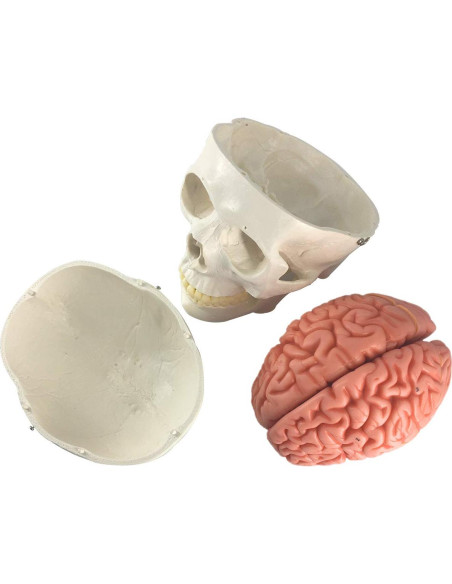 Modelo Anatómico de Cráneo y Cerebro Humano 11 Piezas EVOTECH Modelo Anatómico de Cráneo y Cerebro Humano 11 Piezas EVOTECH