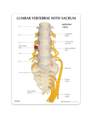 Modelo de Columna Vertebral GPI Anatomicals 5 Piezas Sacro