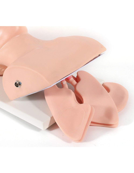 Modelo de Maniquí de Intubación Oral Nasal NICE CHOOSE 220V PVC Modelo de Maniquí de Intubación Oral Nasal NICE CHOOSE 220V PVC