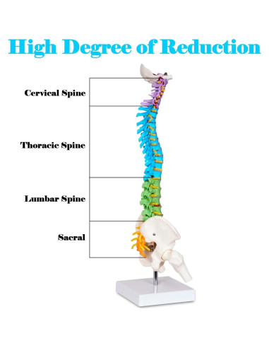 Modelo de Columna Vertebral Mini Breesky 39.37 cm Colorido