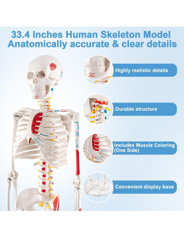 Esqueleto Humano Mini TYRRDE 85 cm con Brazos y Piernas Removibles