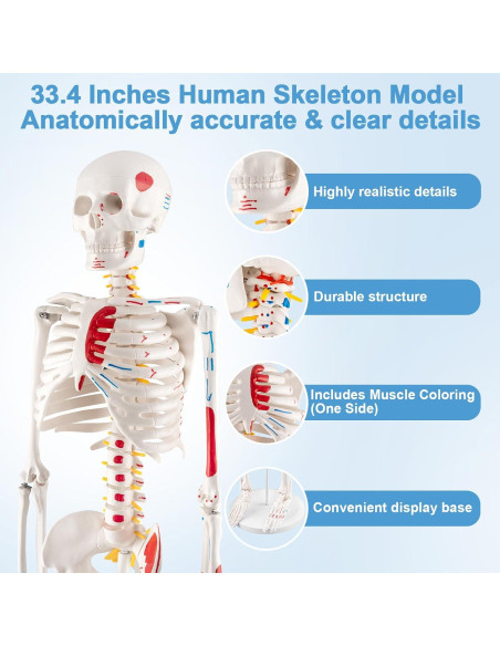 Esqueleto Humano Mini TYRRDE 85 cm con Brazos y Piernas Removibles Esqueleto Humano Mini TYRRDE 85 cm con Brazos y Piernas Removibles