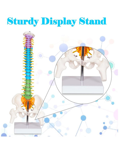 Modelo de Columna Vertebral Mini Breesky 39.37 cm Colorido