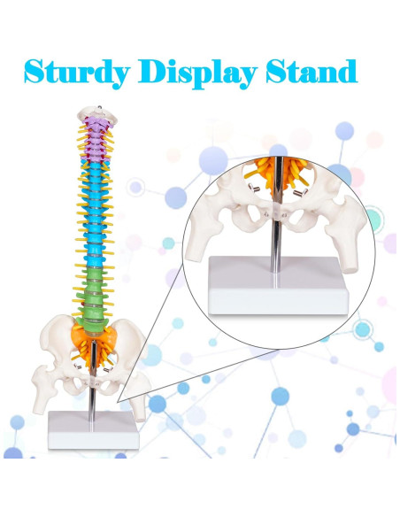 Modelo de Columna Vertebral Mini Breesky 39.37 cm Colorido Modelo de Columna Vertebral Mini Breesky 39.37 cm Colorido