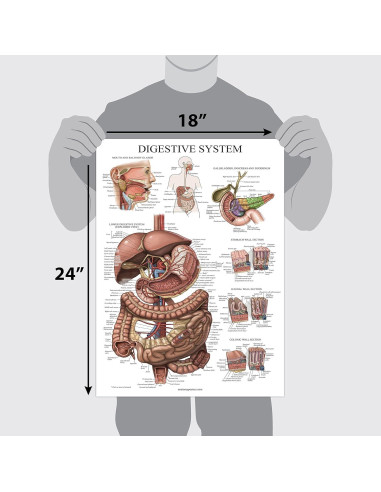 Cartel Anatómico del Sistema Digestivo Palace Learning 68.6x45.7cm