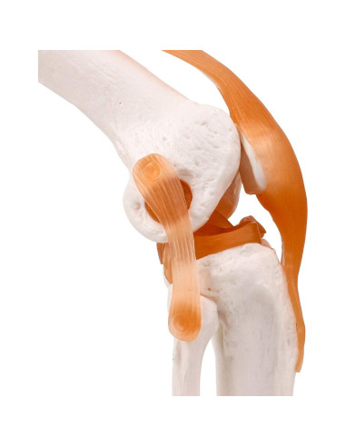 Modelo Anatómico de Rodilla Humana LYOU a Tamaño Natural