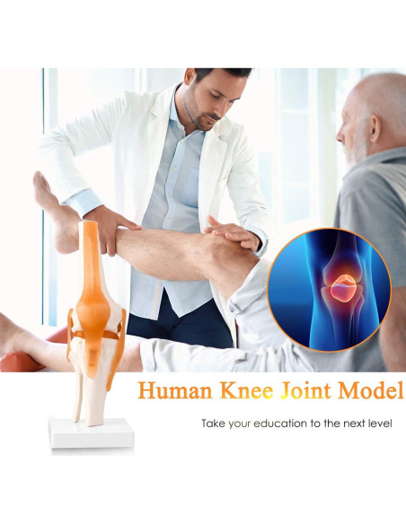 Modelo Anatómico de Rodilla Humana LYOU a Tamaño Natural Modelo Anatómico de Rodilla Humana LYOU a Tamaño Natural
