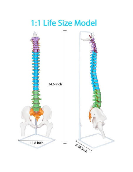 Modelo Anatómico de Columna Vertebral NLShan 88 cm Flexible Modelo Anatómico de Columna Vertebral NLShan 88 cm Flexible