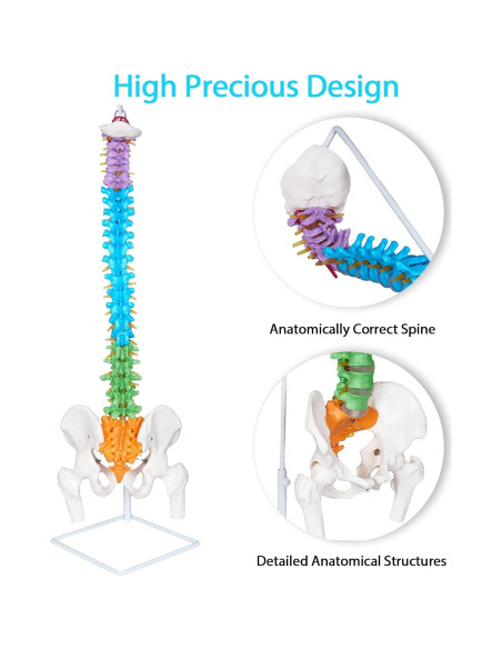 Modelo Anatómico de Columna Vertebral NLShan 88 cm Flexible Modelo Anatómico de Columna Vertebral NLShan 88 cm Flexible